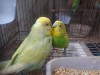 Budgerigar bird/budgie/bajigar/বাজিগর পাখি/বাজ্রিগার